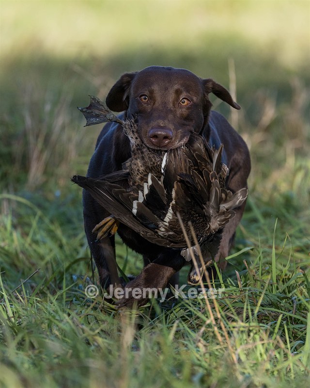 JJ Amand