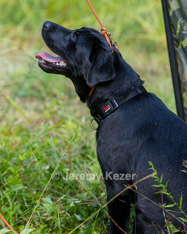 Moxie