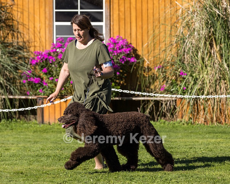 11 - GCH CH BREKKON'S FIRST MARK BN RN CGC TKN
