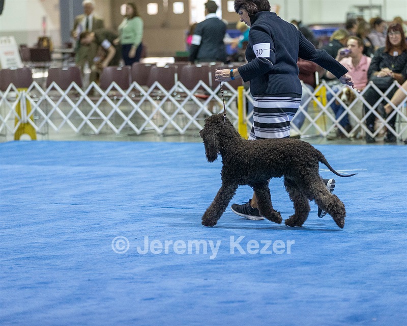 30 - GCH CH Chantico's Spirit In The Surf JH CD RA OA OAJ  NF (Selchie)