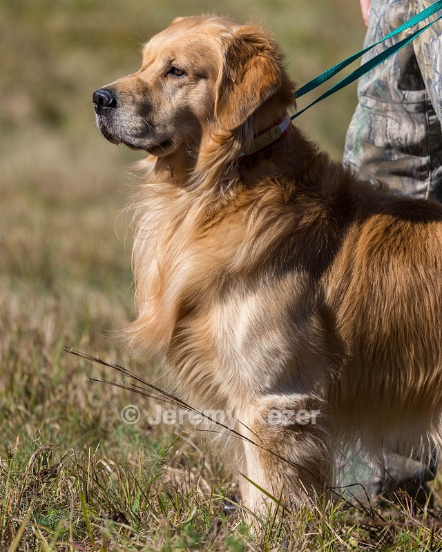 Koda Huss