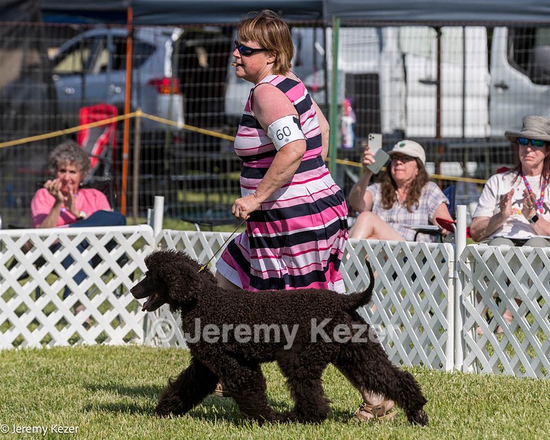 60 - GCH CH All Green Wi'Envy V Alpha Nordic CD RE RATN DS CGCA TKN