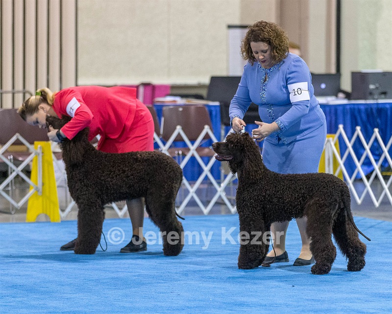 10 - Poole's Ide Touch Of Mink (Darla)