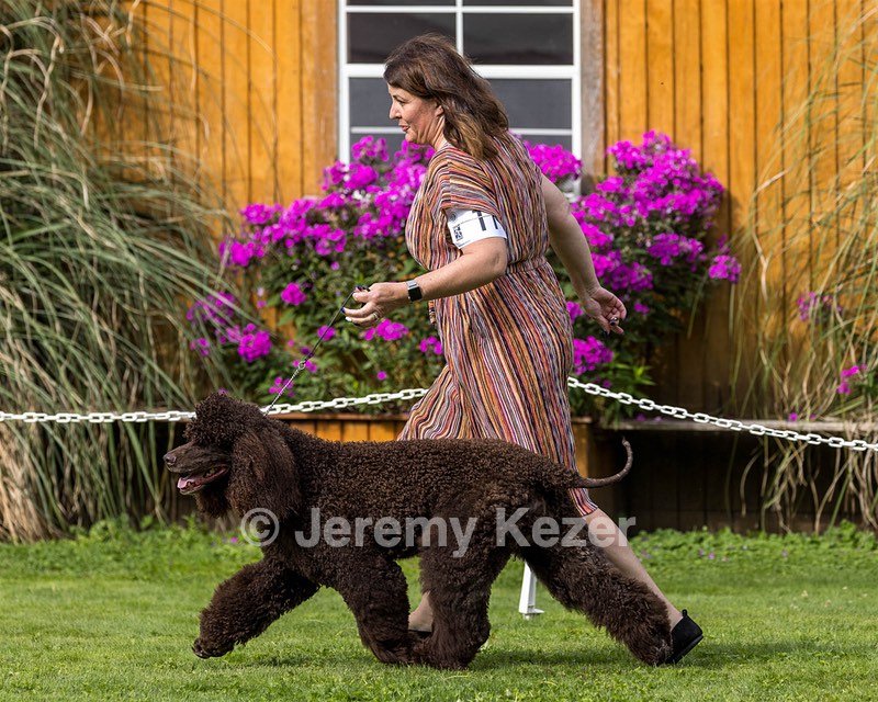 11 - GCH CH BREKKON'S FIRST MARK BN RN CGC TKN
