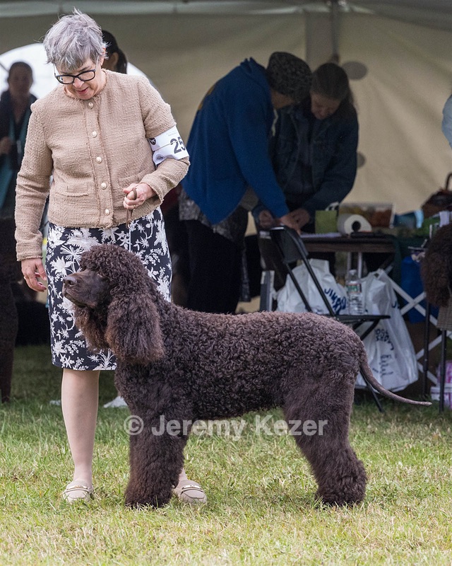 25 - GCH CH POOLE'S IDE RIPTIDE OHS RI DS CGC (Rip)