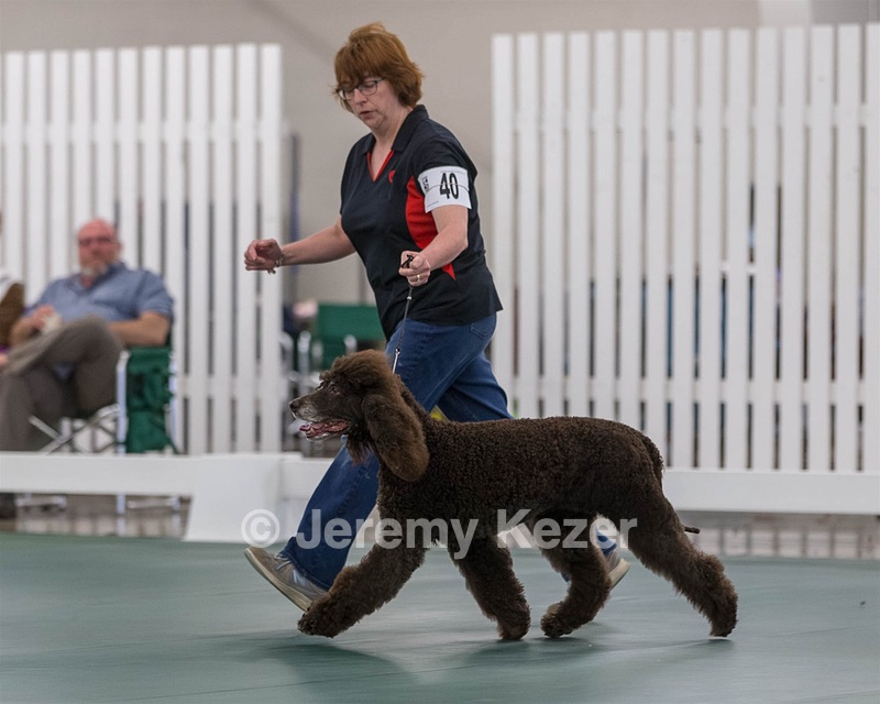 40 - GCH POOLE'S IDE BONNIE BROOK CD RE CGC (Bonnie)