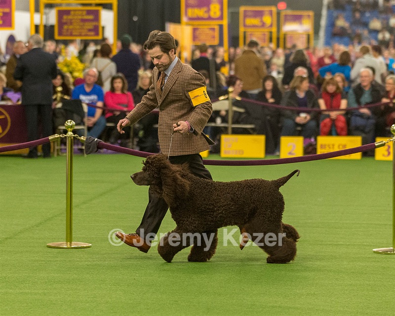 08 - GCH CH Quiet Storm My Boy's Wicked Smart CGCA TKA (Bayes)