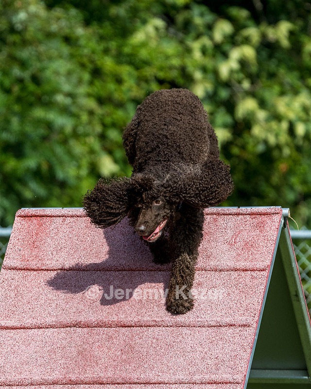 Flare O'Reilly