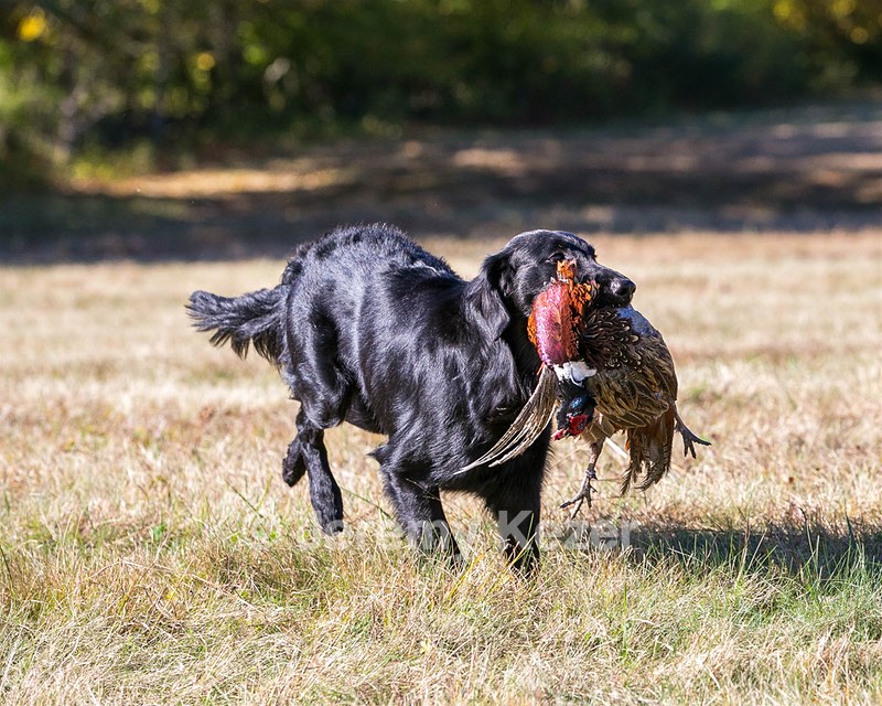 Hunter
