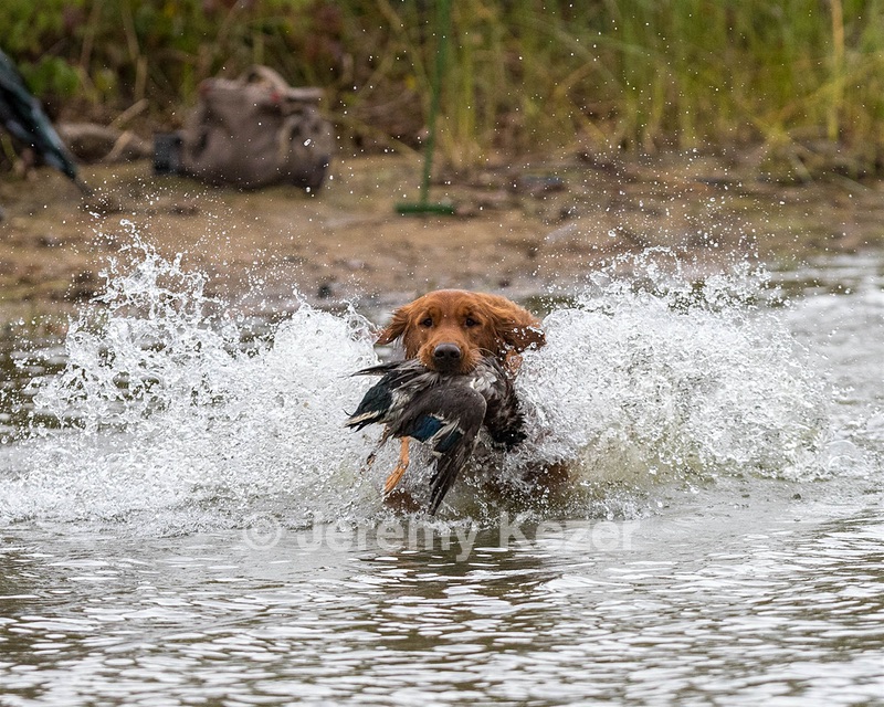 Tracker