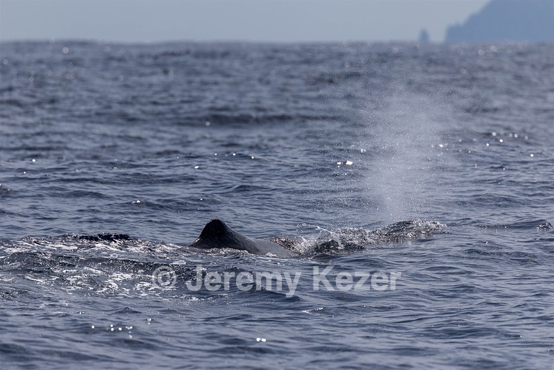Sperm Whale