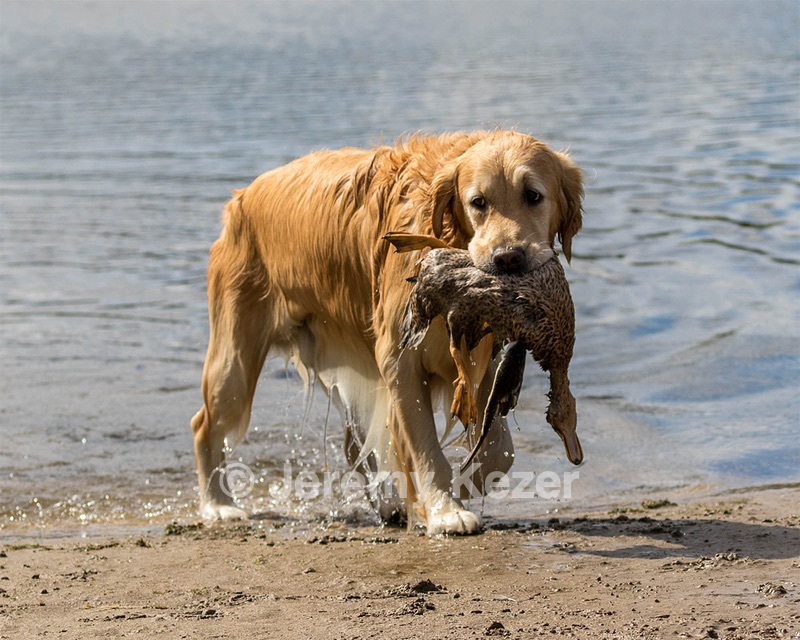 Ghillie Deresienska