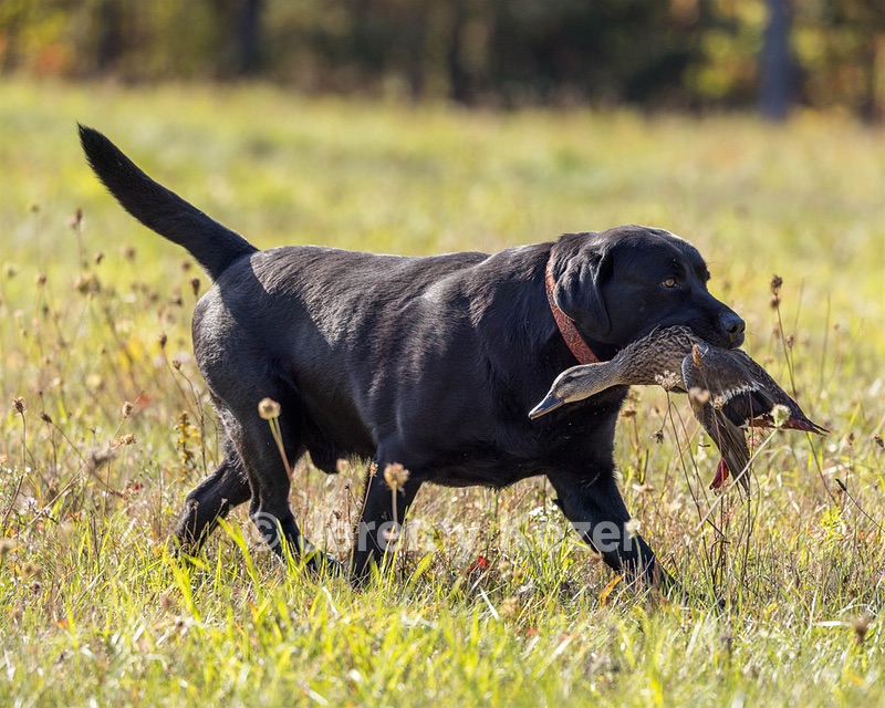 Gypsybog's Nolichucky Bend JH CC "Crockett"