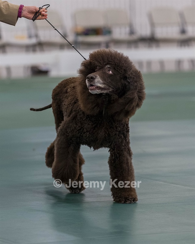 40 - GCH POOLE'S IDE BONNIE BROOK CD RE CGC (Bonnie)