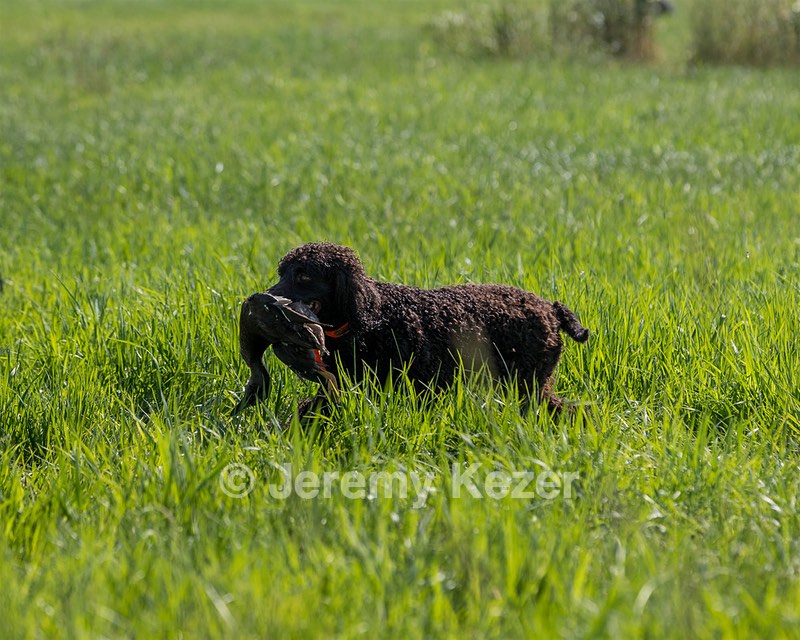 Ghillie Kezer