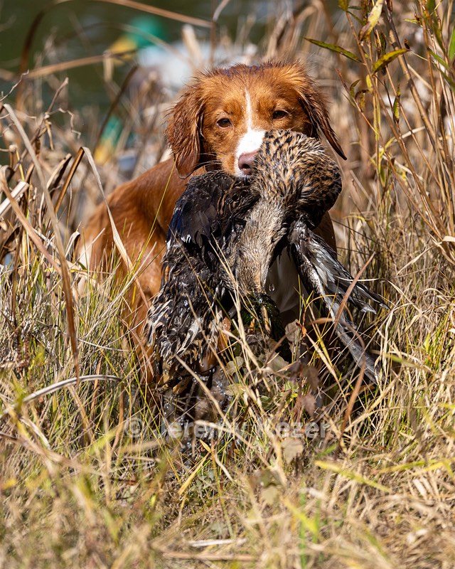 Merlot Quackenbush