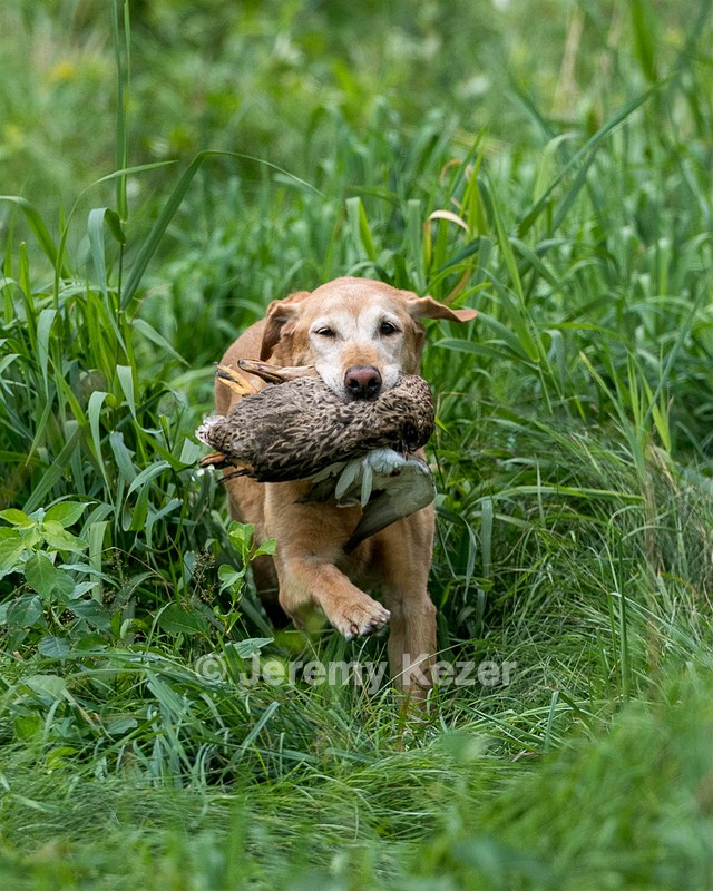Pippin Moss