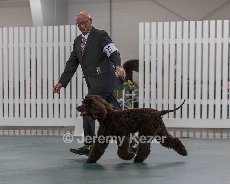 27 - CH MALLYREE'S MR ODIN OF MADRONA (Odin)