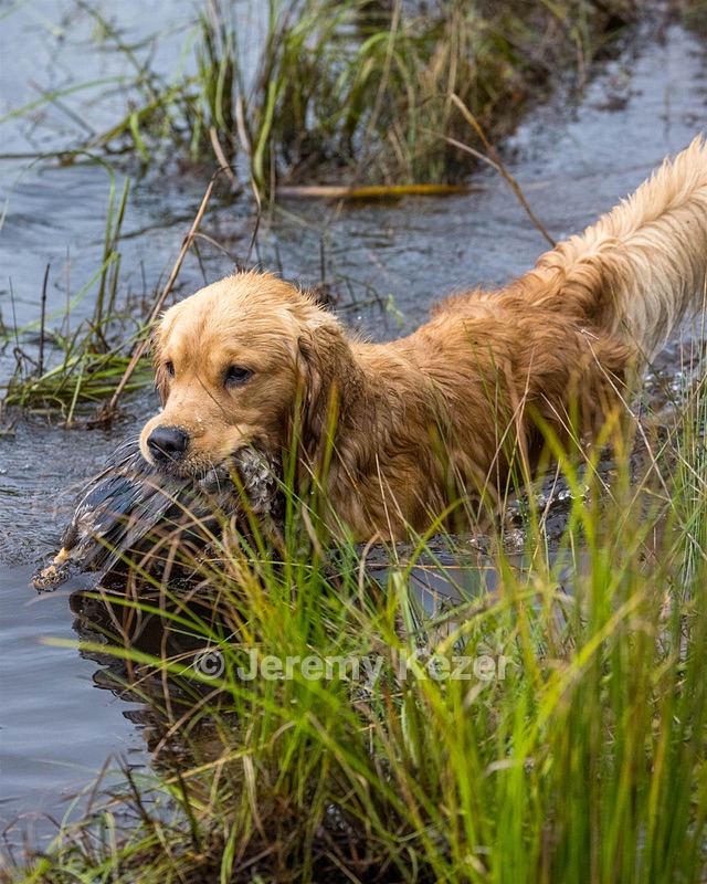Comet Morgan