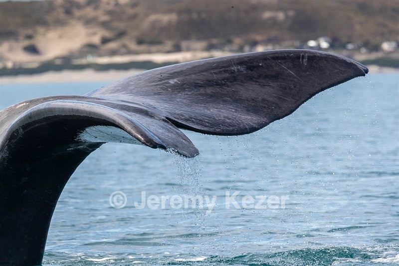 Southern Right Whale, Puerto Piramedes, Argentina