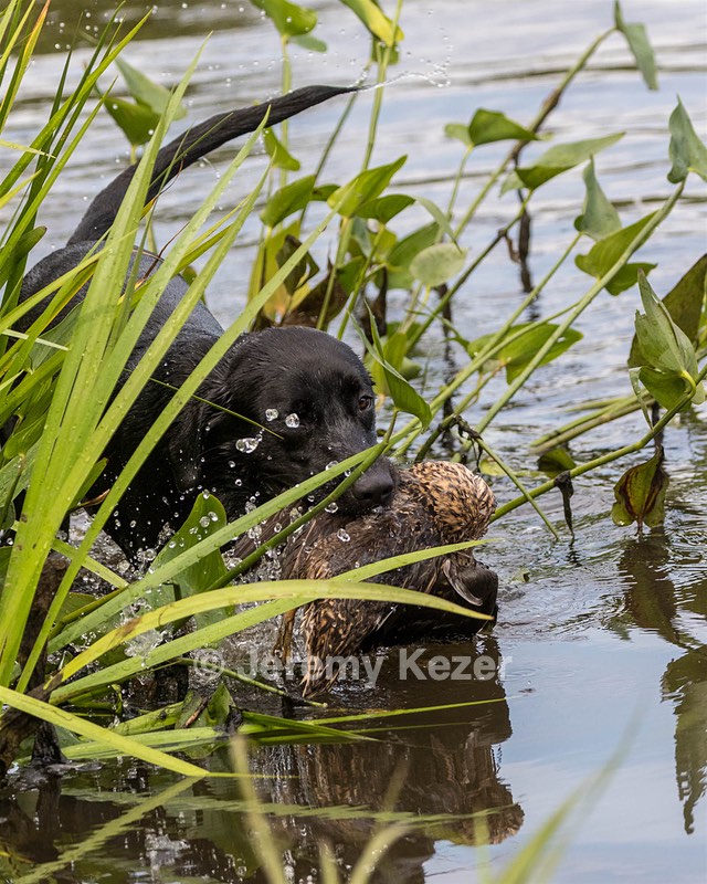 Jackson Maccarone