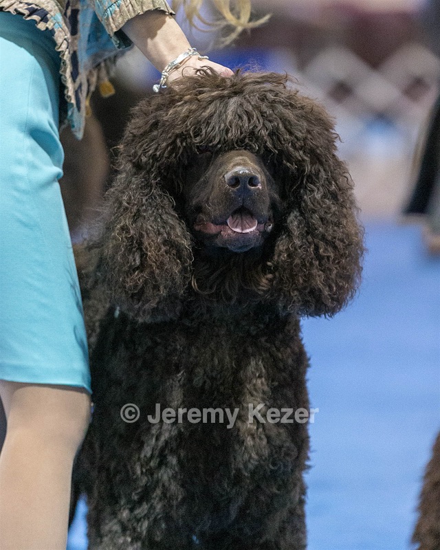 19 - GCH CH Axelhurn Now I'm Here (Marcus)