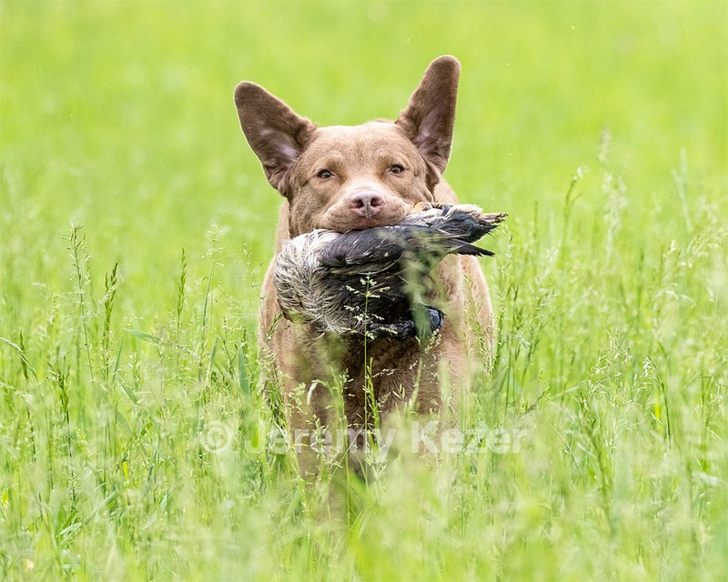 Hunter Law