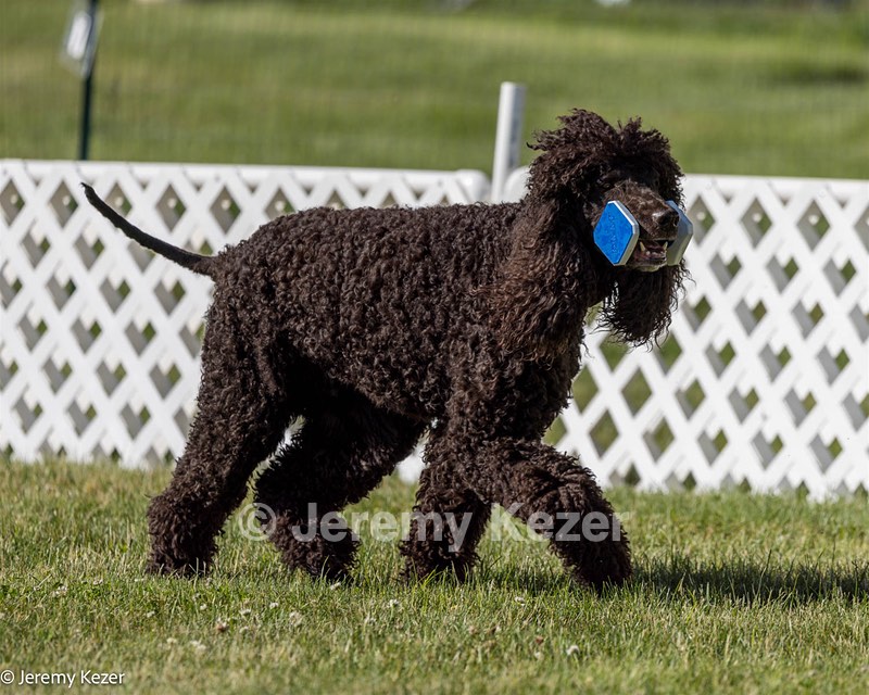 16 - GCH CH Chantico's Shelter From The Storm CD RA MX AXJ MXP2 MJP2 MJPB XF DS (Reef)
