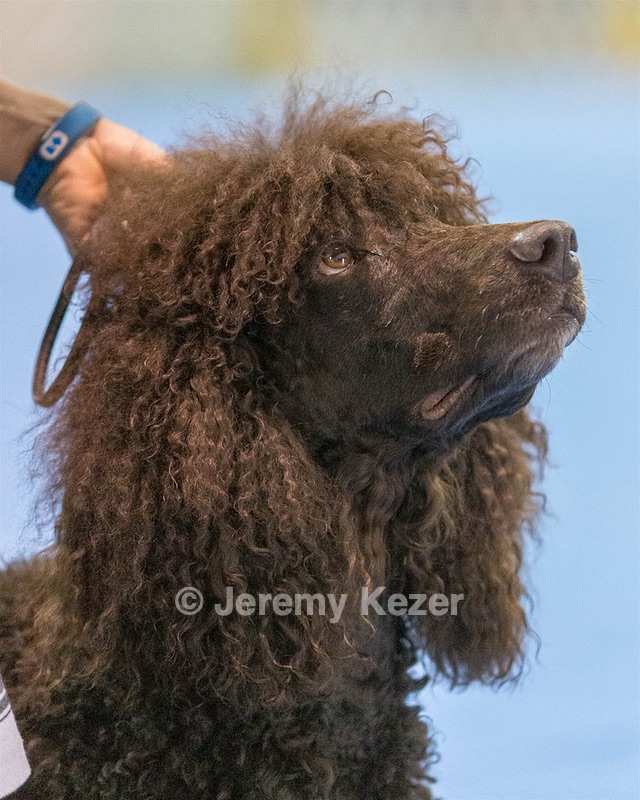 15 - GCH Am/Can CH Chantico's Shelter From the Storm Am/Can CD RN MX AJX OF DS (Reef)