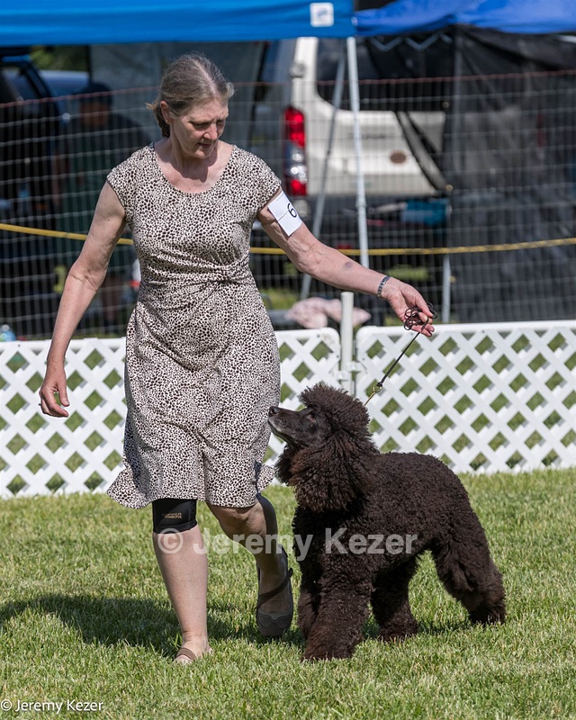 62 - GCH CH Chantico's Dark And Stormy BN RN (Kiera)