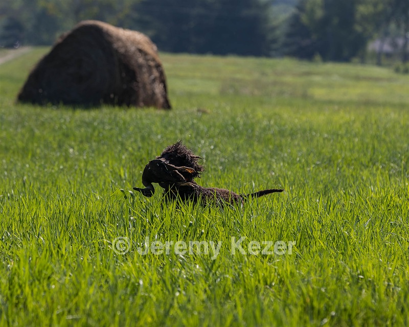 Ghillie Kezer