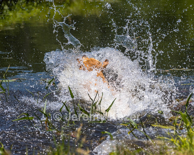 Trout Cosgrove
