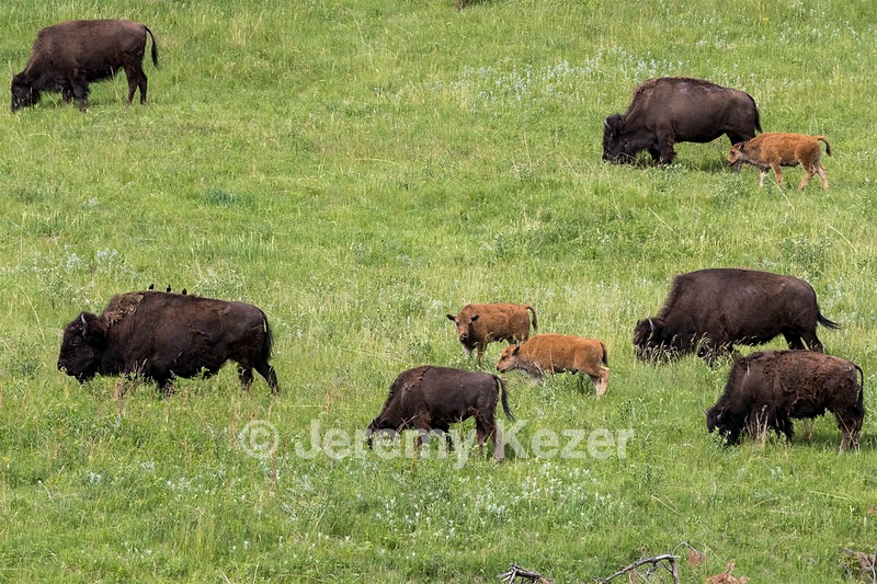 Bison, Custer State Park, South Dakota