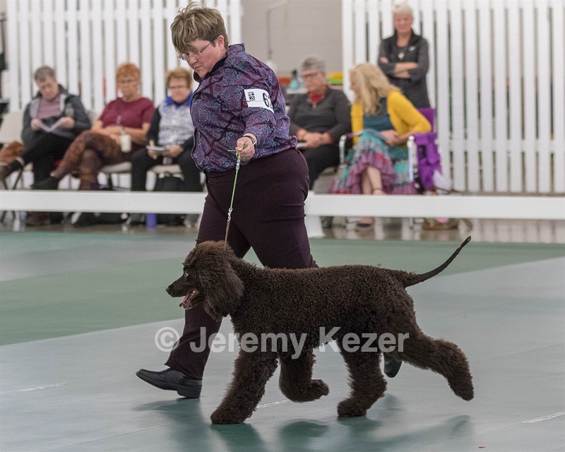 62 - GCH ALL GREEN WI' ENVY V ALPHA NORDIC CD RE DS RATN (Jade)