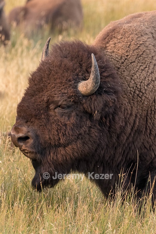 Yellowstone National Park
