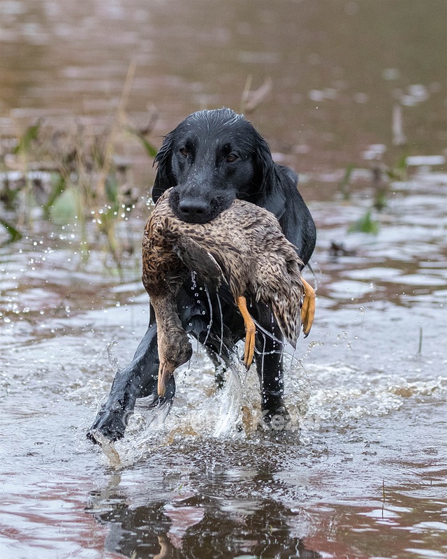 Cooper Westcot