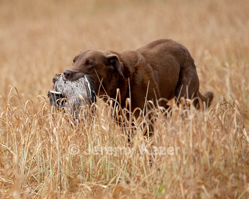 Brandy Blasbalg