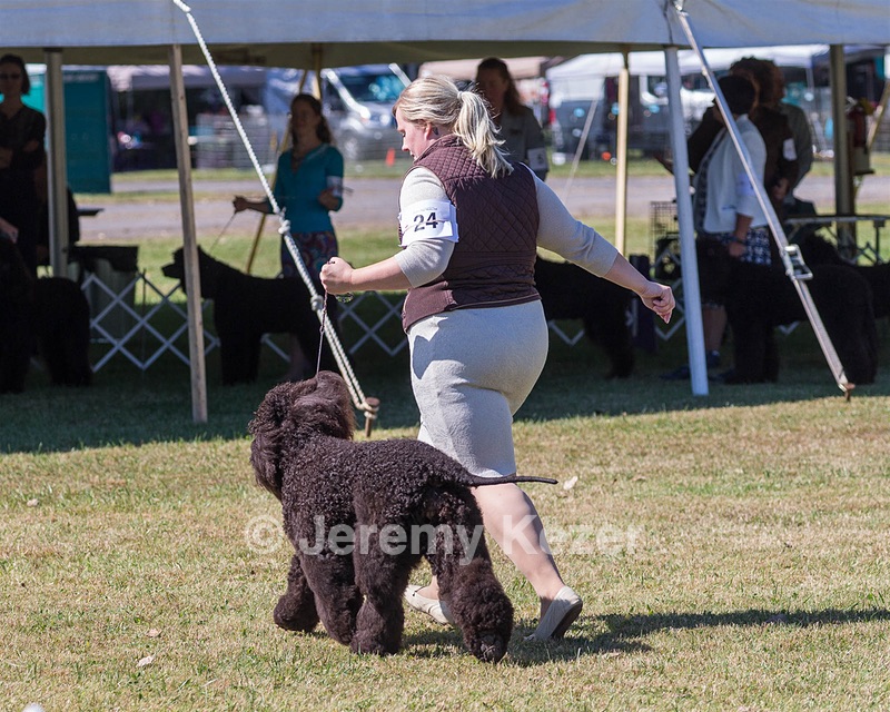24 - GCH POOLE'S IDE SAY NO MORE CD RN CGC (Simone)