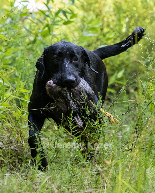 Mowgli
