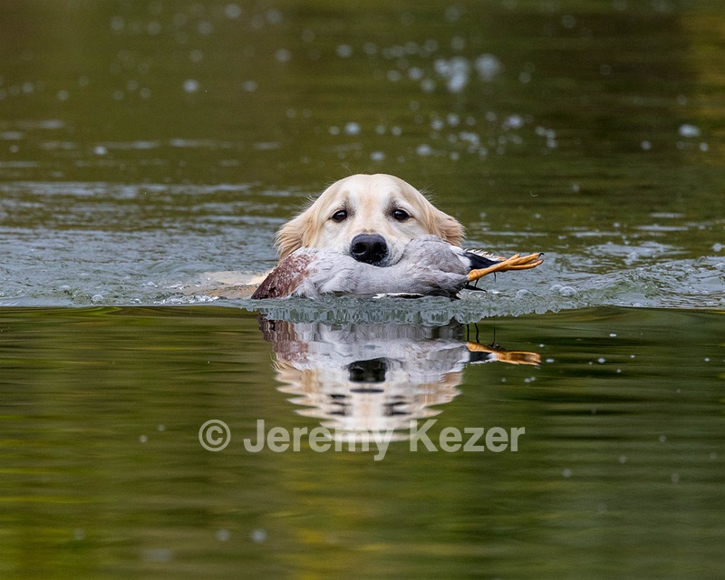 Rune Lynch