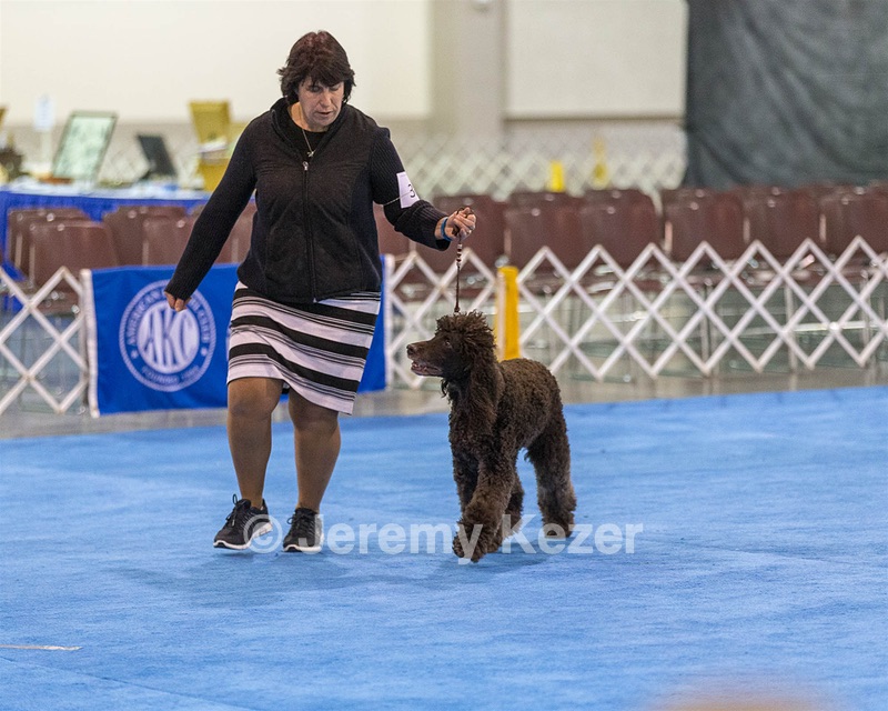 30 - GCH CH Chantico's Spirit In The Surf JH CD RA OA OAJ  NF (Selchie)