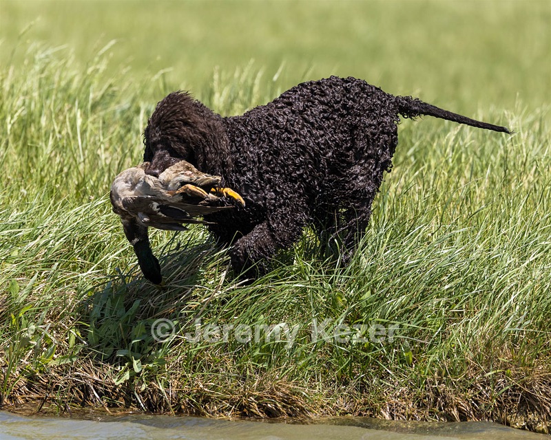 Ghillie