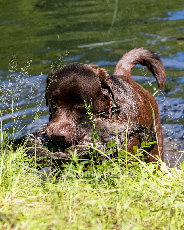 Wilson