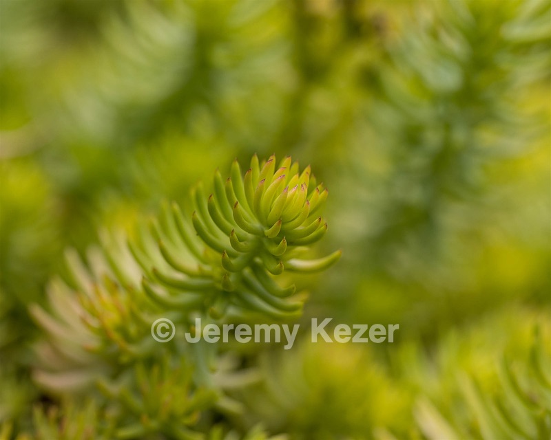 Flower, Amesbury, Massachusetts