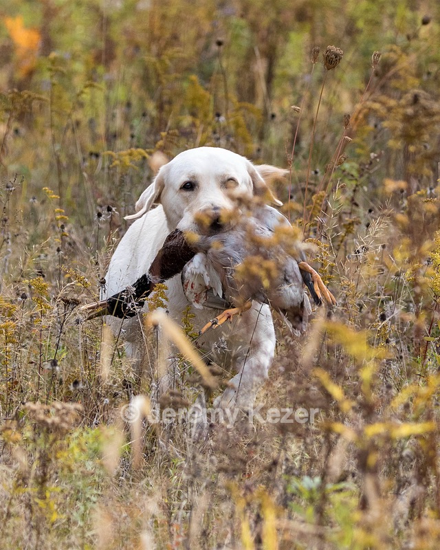 Grampian Happily Ever After RN JH CC WC (Henry)