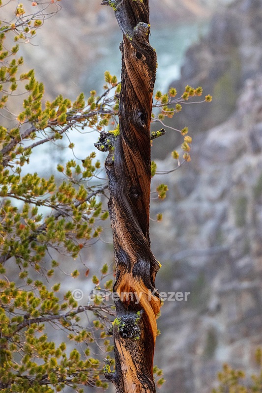 The Grand Canyon of Yellowstone, Yellowstone National Park