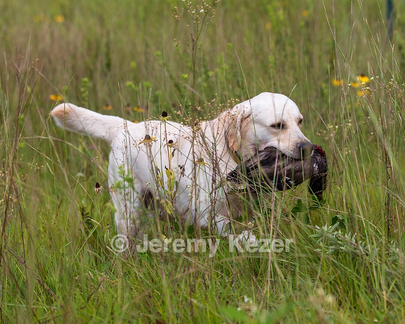 Henry