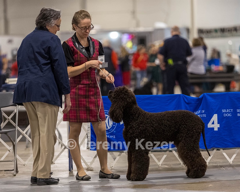 12 - GCH EPIK'S IN OMNIA PARATUS CGC ATT BCAT (Myna)