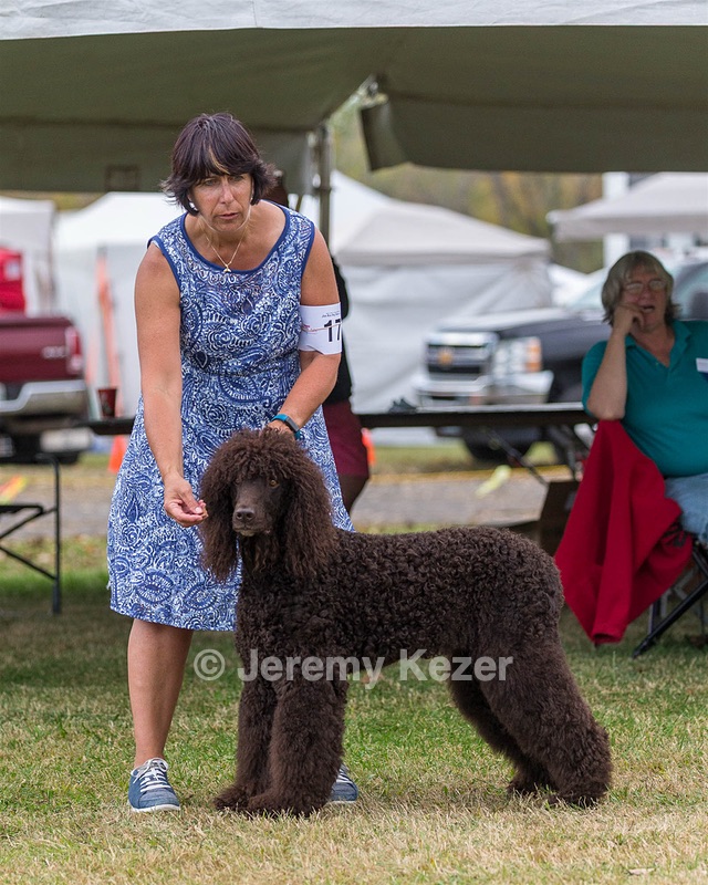 17 - GCH CHANTICO'S SHELTER FROM THE STORM RN XF MX (Reef)