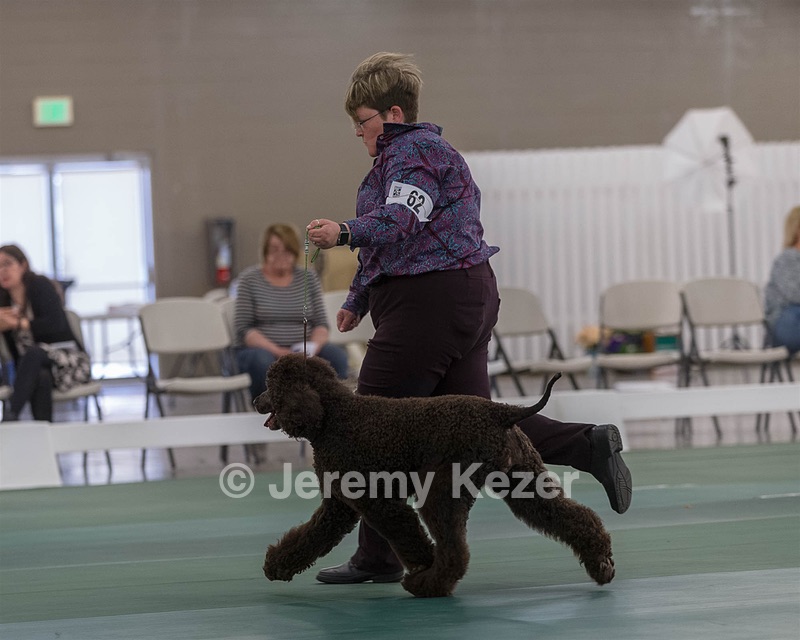 62 - GCH ALL GREEN WI' ENVY V ALPHA NORDIC CD RE DS RATN (Jade)